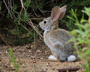 Preview wallpaper hare, animal, plant, wildlife