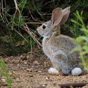 Preview wallpaper hare, animal, plant, wildlife