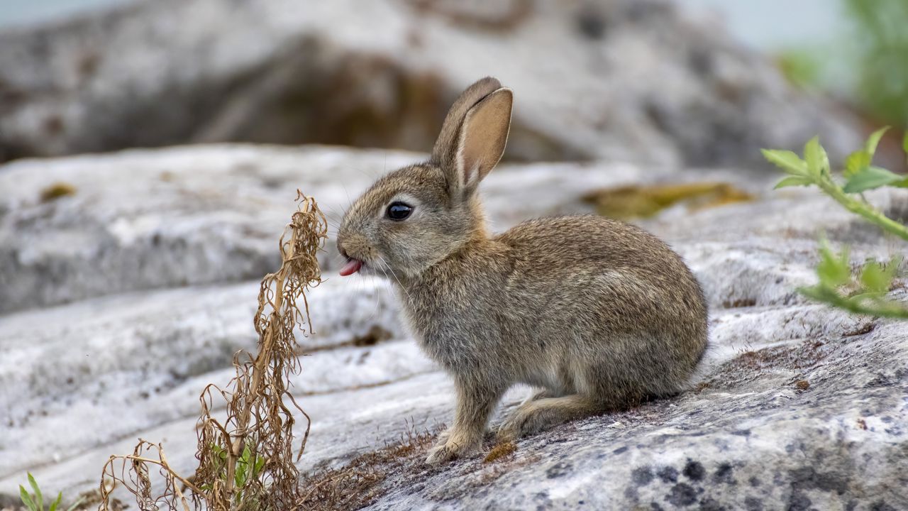 Wallpaper hare, animal, protruding tongue, stone