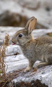 Preview wallpaper hare, animal, protruding tongue, stone