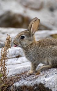 Preview wallpaper hare, animal, protruding tongue, stone