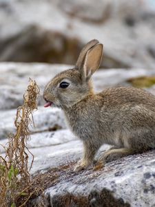 Preview wallpaper hare, animal, protruding tongue, stone