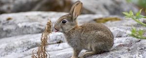 Preview wallpaper hare, animal, protruding tongue, stone