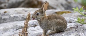 Preview wallpaper hare, animal, protruding tongue, stone