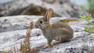 Preview wallpaper hare, animal, protruding tongue, stone