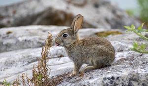 Preview wallpaper hare, animal, protruding tongue, stone