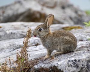 Preview wallpaper hare, animal, protruding tongue, stone