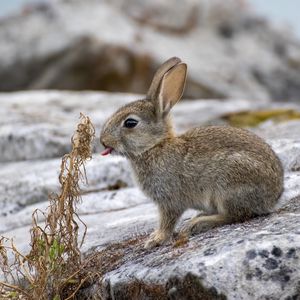 Preview wallpaper hare, animal, protruding tongue, stone