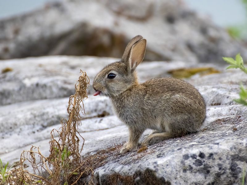 800x600 Wallpaper hare, animal, protruding tongue, stone