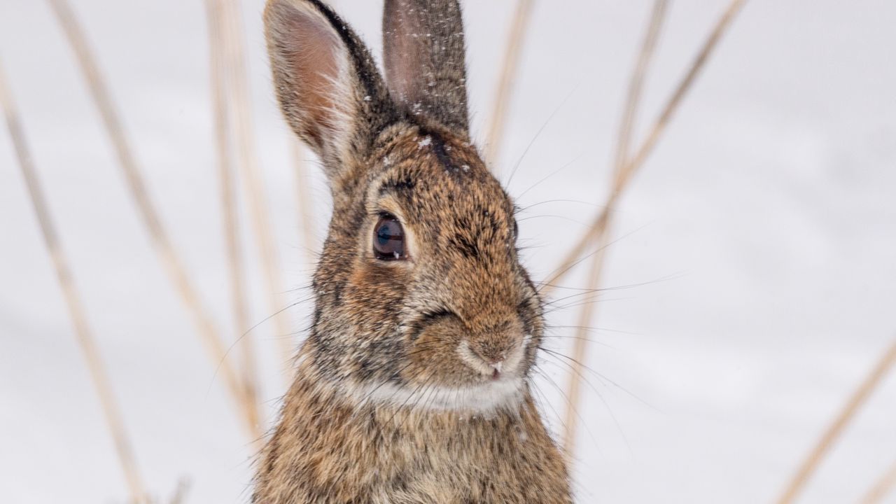 Wallpaper hare, animal, snow, winter