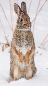 Preview wallpaper hare, animal, snow, winter