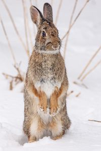 Preview wallpaper hare, animal, snow, winter