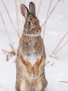 Preview wallpaper hare, animal, snow, winter