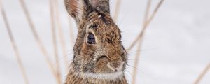 Preview wallpaper hare, animal, snow, winter