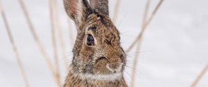 Preview wallpaper hare, animal, snow, winter