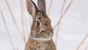 Preview wallpaper hare, animal, snow, winter