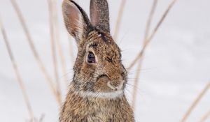 Preview wallpaper hare, animal, snow, winter