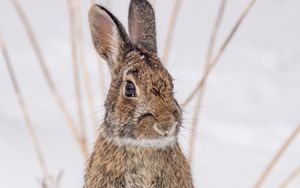 Preview wallpaper hare, animal, snow, winter