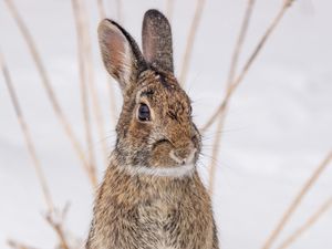 Preview wallpaper hare, animal, snow, winter