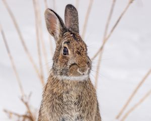 Preview wallpaper hare, animal, snow, winter