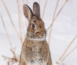 Preview wallpaper hare, animal, snow, winter