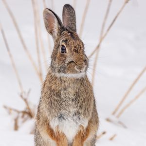 Preview wallpaper hare, animal, snow, winter