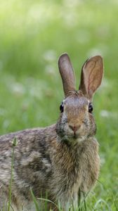Preview wallpaper hare, animal, wildlife, grass