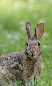 Preview wallpaper hare, animal, wildlife, grass