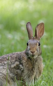Preview wallpaper hare, animal, wildlife, grass