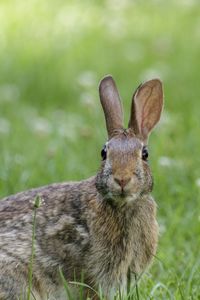 Preview wallpaper hare, animal, wildlife, grass