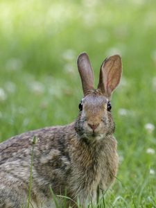 Preview wallpaper hare, animal, wildlife, grass