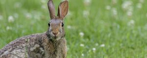 Preview wallpaper hare, animal, wildlife, grass