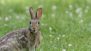 Preview wallpaper hare, animal, wildlife, grass