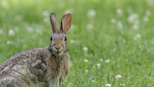 Preview wallpaper hare, animal, wildlife, grass