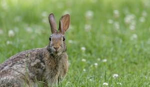 Preview wallpaper hare, animal, wildlife, grass