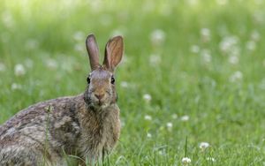 Preview wallpaper hare, animal, wildlife, grass