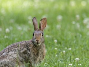 Preview wallpaper hare, animal, wildlife, grass
