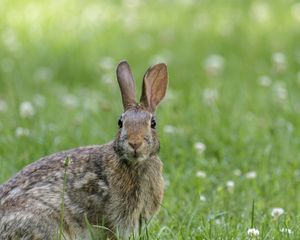 Preview wallpaper hare, animal, wildlife, grass
