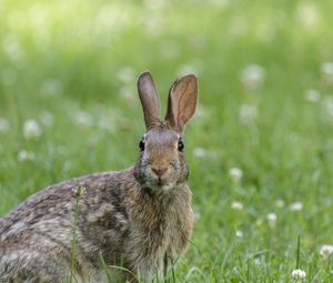 Preview wallpaper hare, animal, wildlife, grass