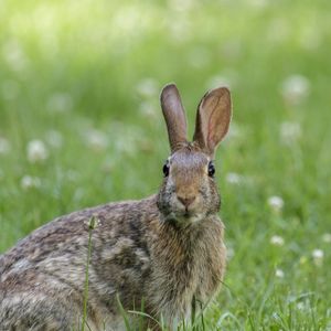 Preview wallpaper hare, animal, wildlife, grass