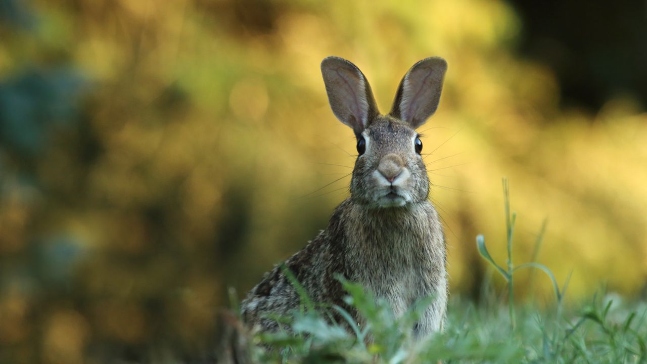 Wallpaper hare, animal, wildlife, grass, blur