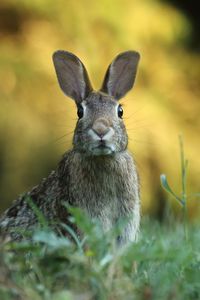 Preview wallpaper hare, animal, wildlife, grass, blur