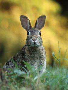 Preview wallpaper hare, animal, wildlife, grass, blur