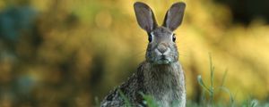 Preview wallpaper hare, animal, wildlife, grass, blur