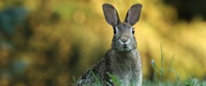 Preview wallpaper hare, animal, wildlife, grass, blur