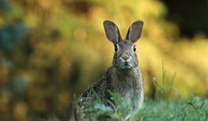 Preview wallpaper hare, animal, wildlife, grass, blur