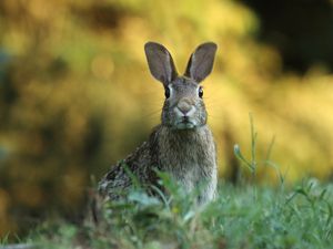 Preview wallpaper hare, animal, wildlife, grass, blur