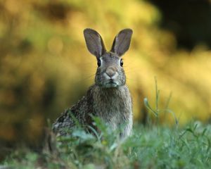 Preview wallpaper hare, animal, wildlife, grass, blur