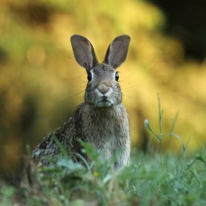 Preview wallpaper hare, animal, wildlife, grass, blur