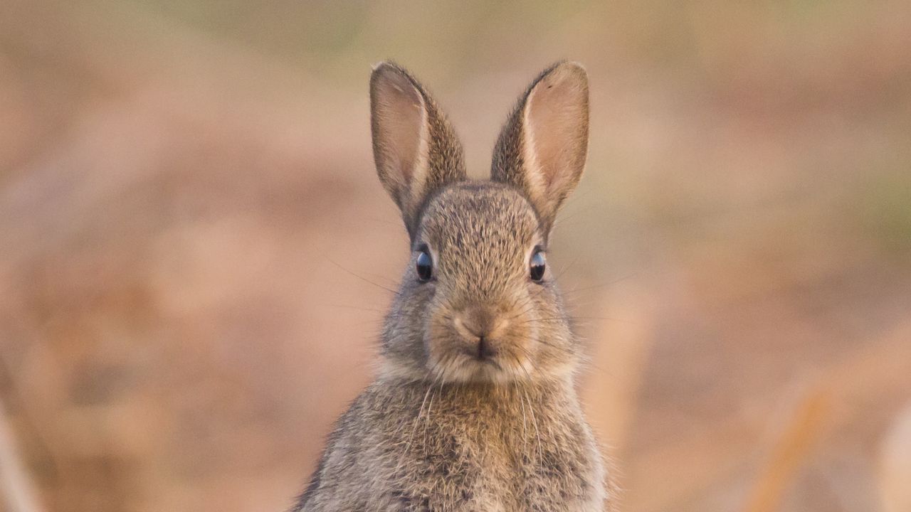 Wallpaper hare, cute, funny, animal, wildlife